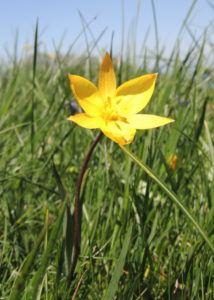 Tulipe du Vercors Eco Rando Liberté EcoRando organise tout et vous profitez du séjour