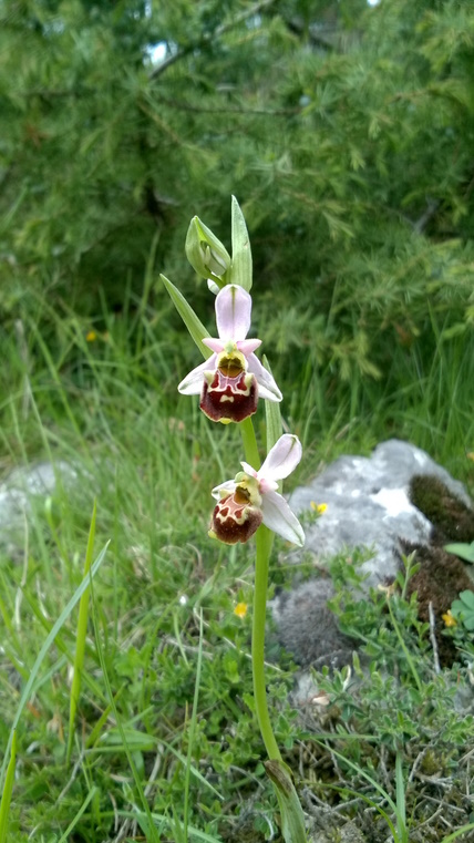 séjour orchid digest tour ecorando