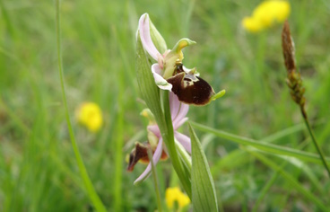 séjour orchidée Ecorando